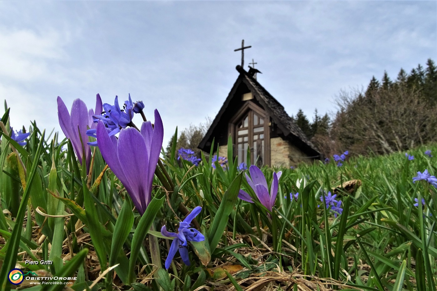 54 Scilla silvestre (scilla bifolia) alla cappella delle Baite della Pigolotta .JPG